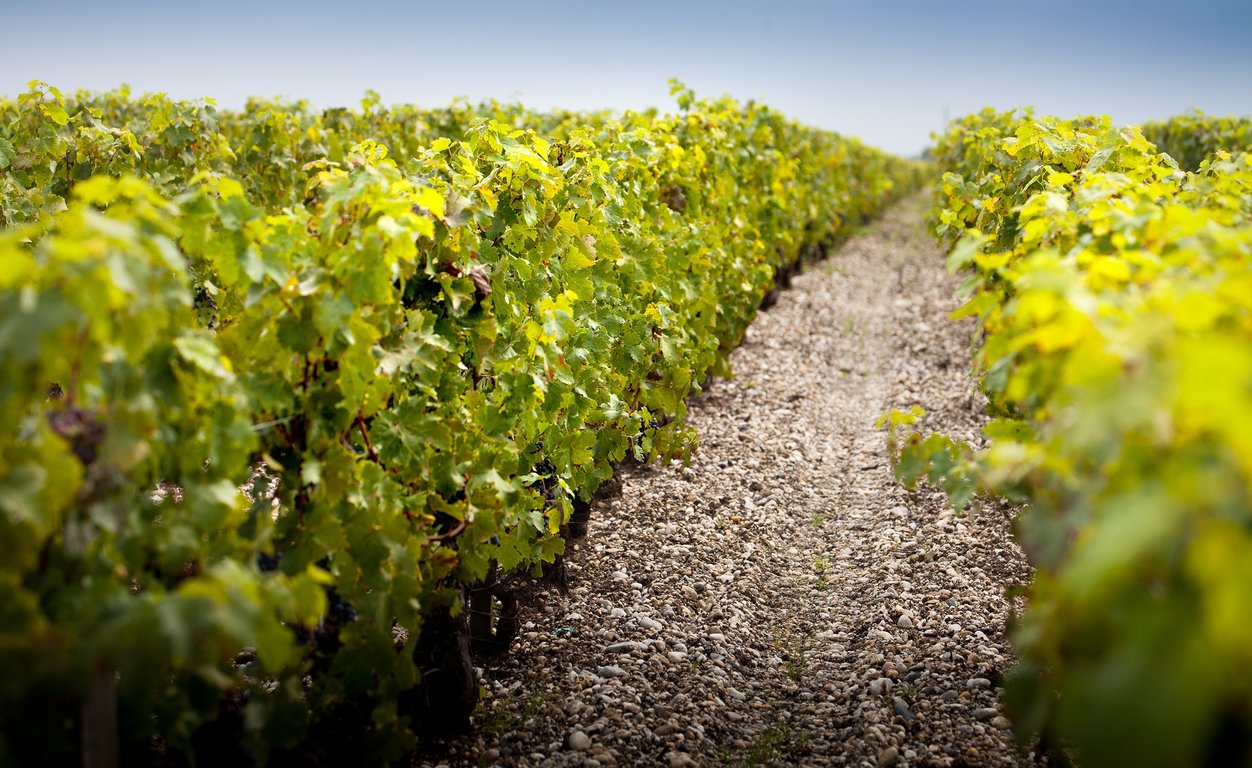 Vignes de Cabernet Sauvignon sur terroir de Graves - Château Grand-Puy-Lacoste