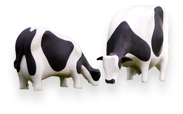 vaches