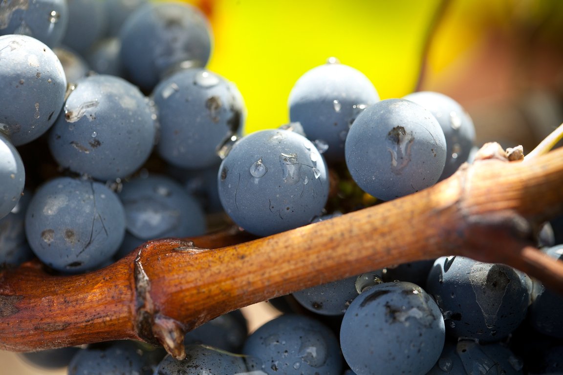 Ripe Cabernet Sauvignon berries - Château Grand-Puy-Lacoste
