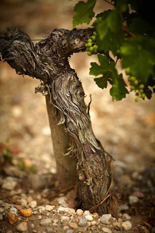 Cep de vigne de Cabernet Sauvignon - Château Grand-Puy-Lacoste