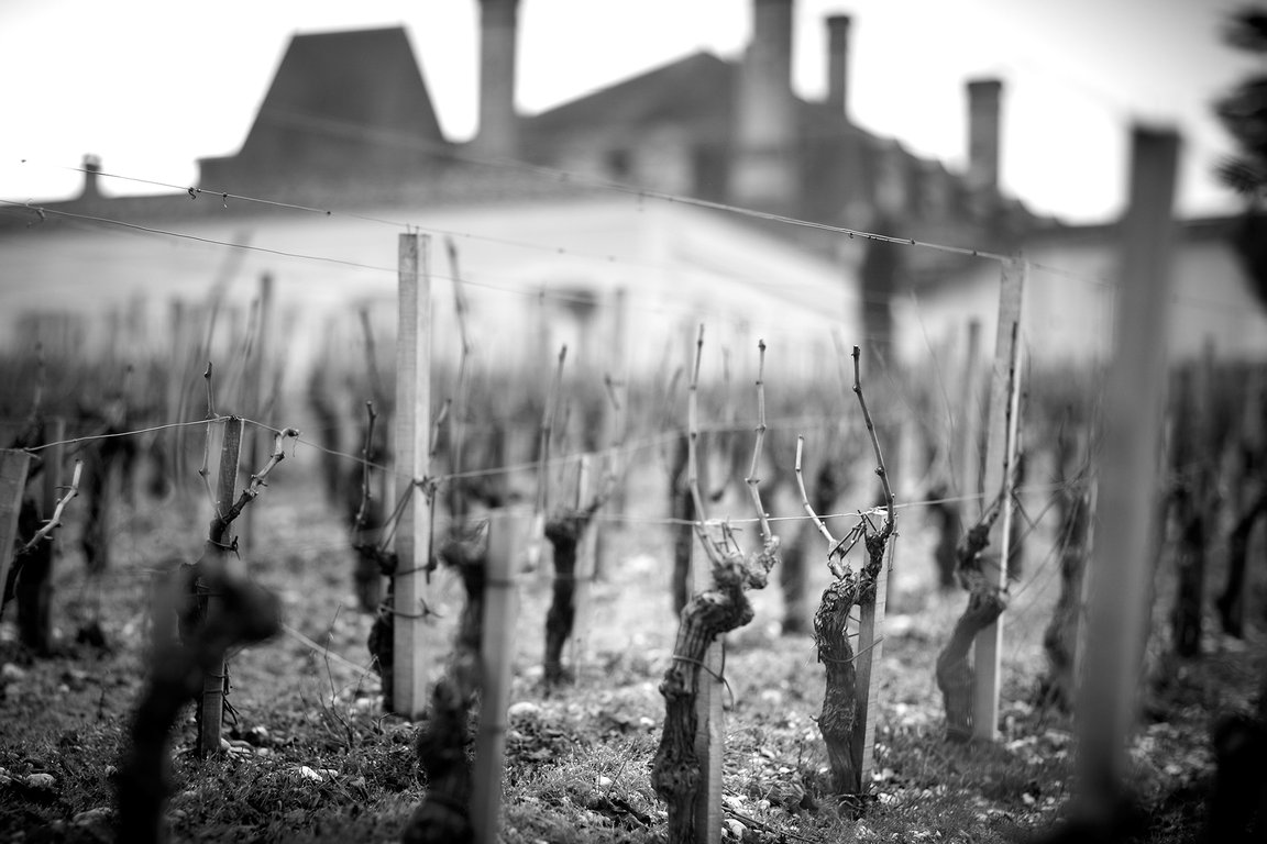 Vigne de Merlot en hiver - Château Grand-Puy-Lacoste