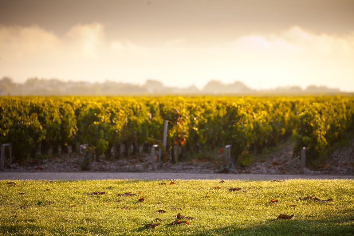 Vignes de Cabernet Sauvignon en Septembre pendant les vendanges - Château Grand-Puy-Lacoste