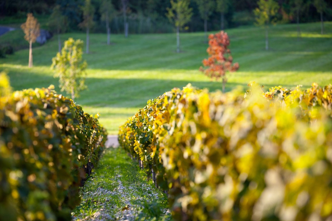 Vignes de Merlot en septembre pendant les vendanges - Château Grand-Puy-Lacoste
