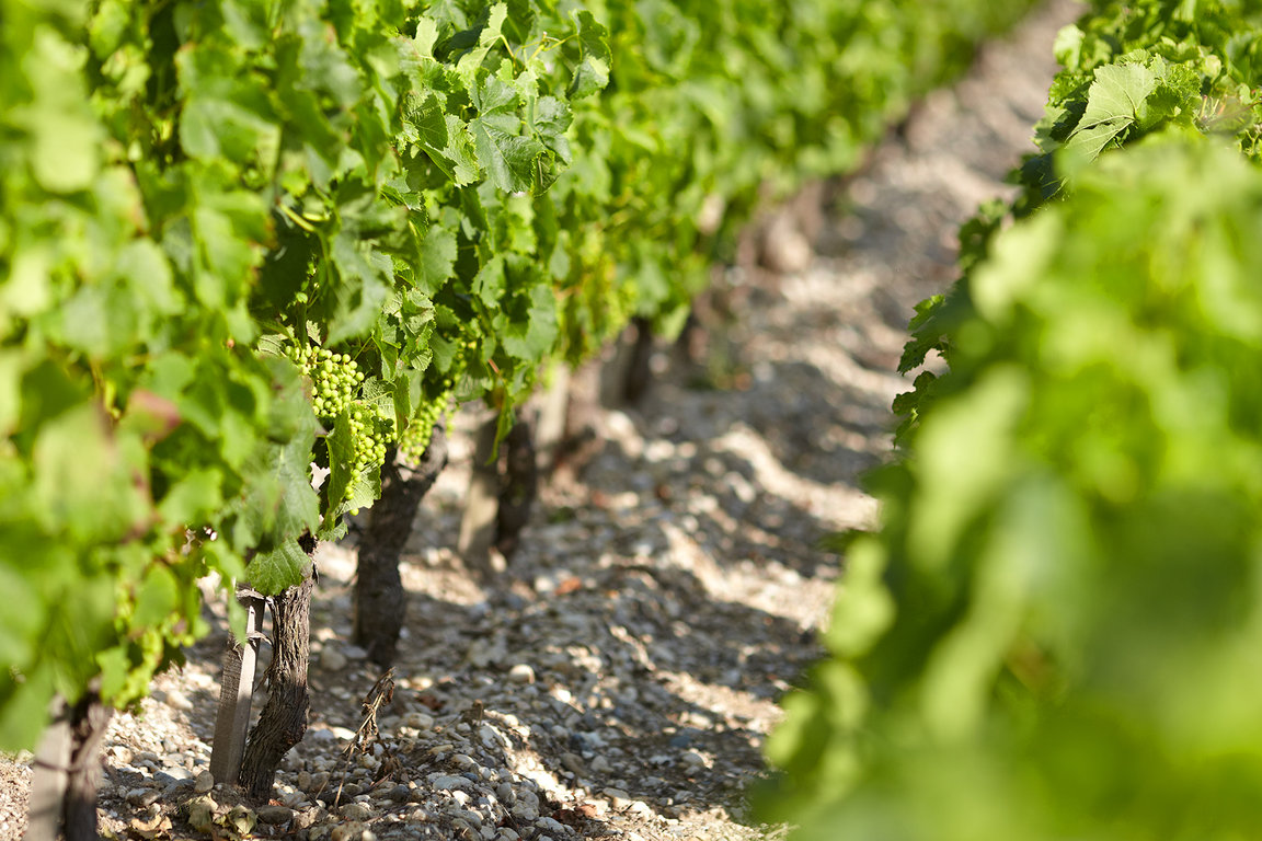 Vignes Vignes de Cabernet Sauvignon début juillet - Château Grand-Puy-Lacoste