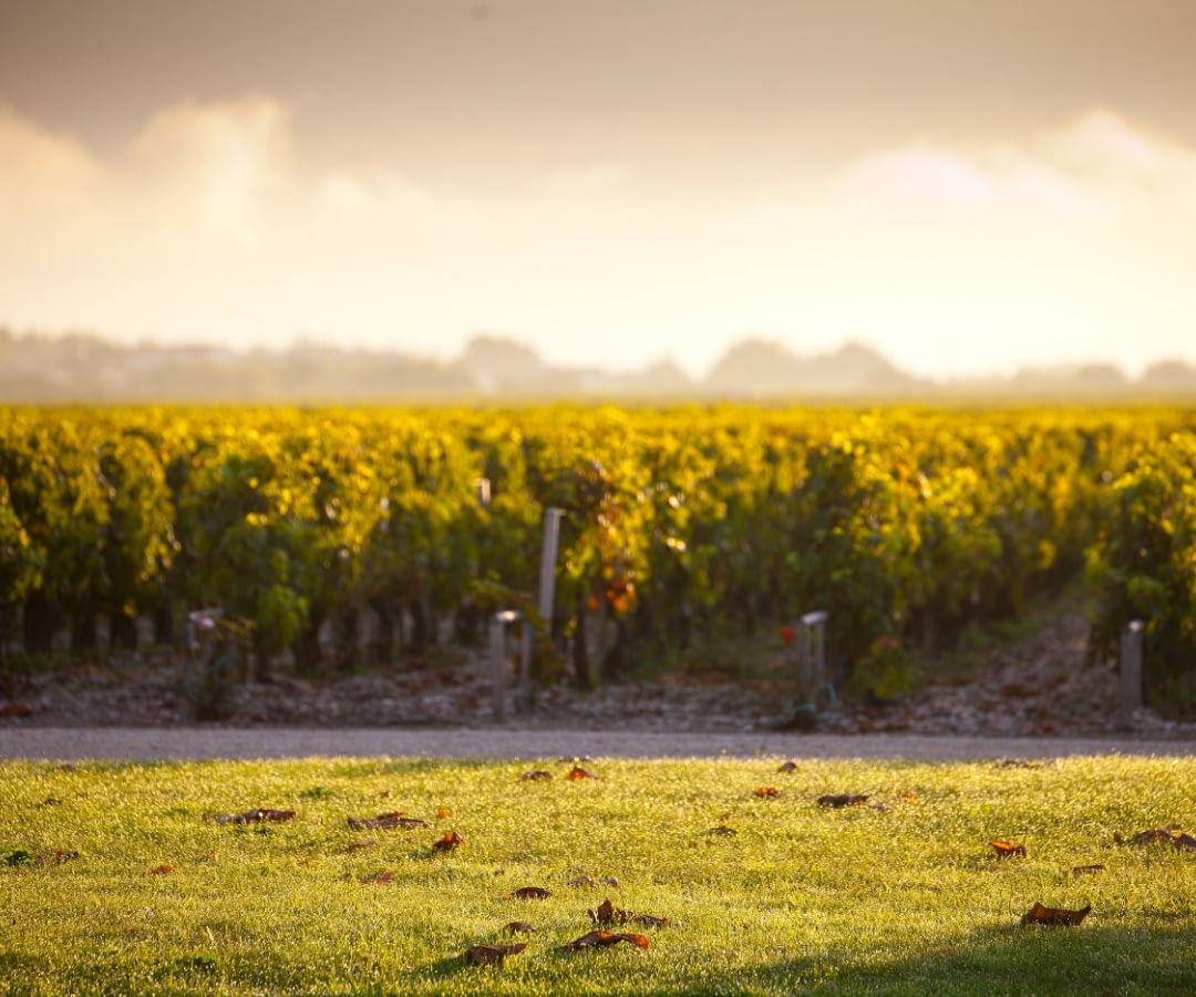 One of the finest terroirs in Pauillac