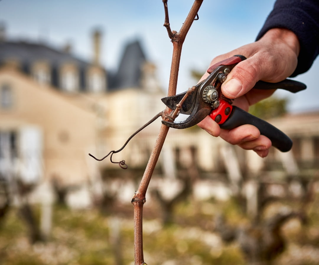Revealing the finest grapes